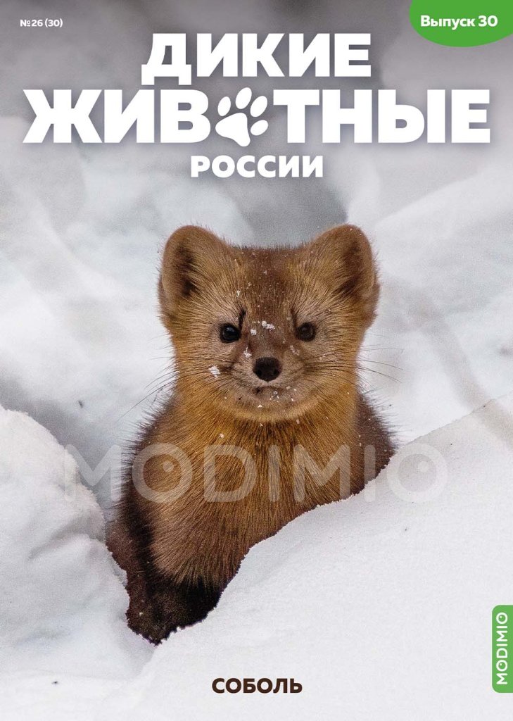 Дикие животные России № 30: Соболь - AR30