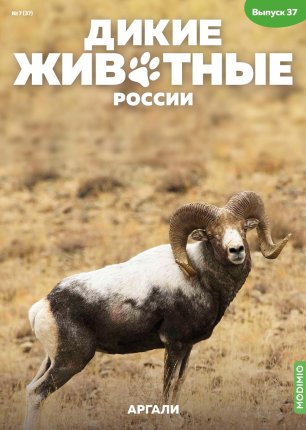 Дикие животные России № 37: Аргали - AR37