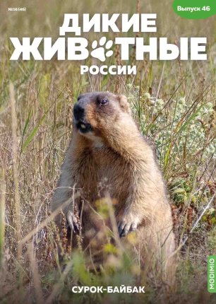Дикие животные России № 46: Сурок-байбак - AR46