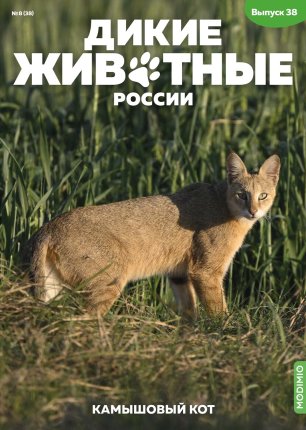 Дикие животные России № 38: Камышовый кот - AR38