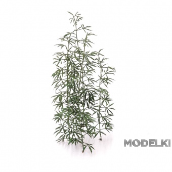 1:20 Фототравление Конопля, размер L - S-270