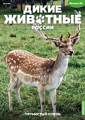 Дикие животные России № 40: Пятнистый олень - AR40